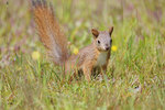 ������������ ����� (Sciurus vulgaris) ����