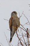 ������������ ��������� (Falco tinnunculus) ����