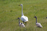 ������-������ (Cygnus cygnus) ����� ����-����, ����