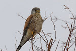 ������������ ��������� (Falco tinnunculus) ����