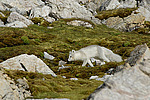 ����� (Alopex lagopus) �������