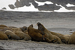 ���� (Odobenus rosmarus) �������
