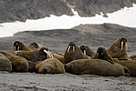 ���� (Odobenus rosmarus) �������