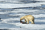 ����� ������� (Ursus maritimus) �������