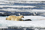 ����� ������� (Ursus maritimus) �������