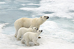 ����� ������� (Ursus maritimus) �������