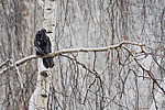 ���� (Corvus frugilegus) �������