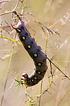 ������� ��������������� (Hyles gallii) ����������� �������