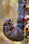 ������� ��������������� (Hyles gallii) ����������� �������