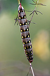 ������� ��������������� (Hyles gallii) ����������� �������