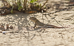 ������� ������������� (Phrynocephalus mystaceus) ��������, ������