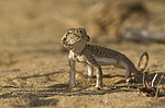 ������� ������������� (Phrynocephalus mystaceus) ��������, ������