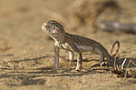 ������� ������������� (Phrynocephalus mystaceus) ��������, ������