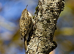 ������������ ������ (Certhia familiaris) ������������ ���������, ������