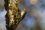������������ ������ (Certhia familiaris) ������������ ���������, ������