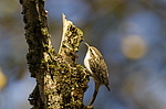 ������������ ������ (Certhia familiaris) ������������ ���������, ������
