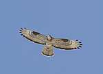 ����� (Pernis apivorus) ���������-��������, ������