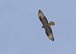 ����� (Pernis apivorus) ���������-��������, ������