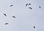 ����� (Pernis apivorus) ���������-��������, ������
