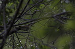 ������ ������� (Phylloscopus trochiloides) ������ �������, �����������
