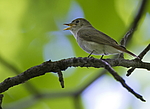 ����������� ��������� (Muscicapa ruficauda) ������ �������, �����������