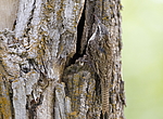 ����������� ������ (Certhia himalayana) ������������, �����������