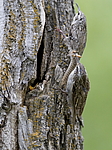 ����������� ������ (Certhia himalayana) ������������, �����������