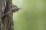 ����������� ������ (Certhia himalayana) ������������, �����������