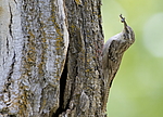 ����������� ������ (Certhia himalayana) ������������, �����������
