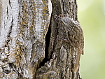 ����������� ������ (Certhia himalayana) ������������, �����������