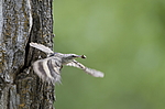 ����������� ������ (Certhia himalayana) ������������, �����������