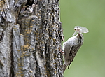 ����������� ������ (Certhia himalayana) ������������, �����������