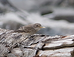 ����� ��������� (Muscicapa striata) ������