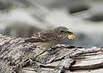 ����� ��������� (Muscicapa striata) ������