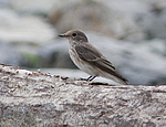 ����� ��������� (Muscicapa striata) ������