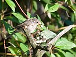 ����� ��������� (Muscicapa striata) ������