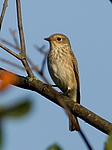 ����� ��������� (Muscicapa striata) ������