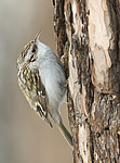 ������������ ������ (Certhia familiaris) ������