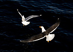 ����� (Larus fuscus) ������