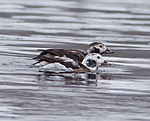 ������� (Clangula hyemalis) ������