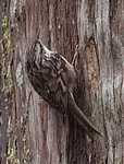 ������������ ������ (Certhia brachydactyla) ������