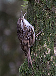 ������������ ������ (Certhia brachydactyla) ������