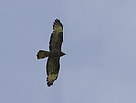 ����� (Pernis apivorus) ������