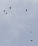 ����� (Pernis apivorus) ������