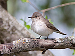 ����� ��������� (Muscicapa striata) ������