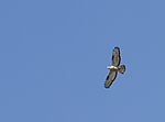 ����� (Pernis apivorus) ������