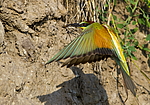 ���������� ����� (Merops apiaster) ������
