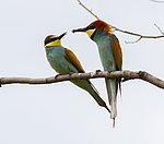 ���������� ����� (Merops apiaster) ������