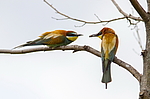 ���������� ����� (Merops apiaster) ������