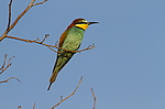 ���������� ����� (Merops apiaster) ������